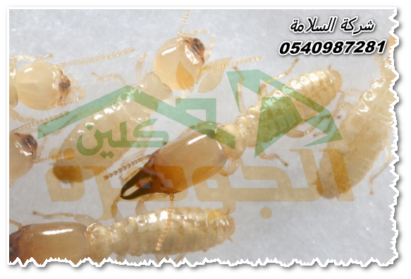 شركات مكافحة النمل الابيض بجدة