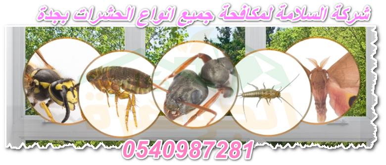 شركة مكافحة حشرات بجدة