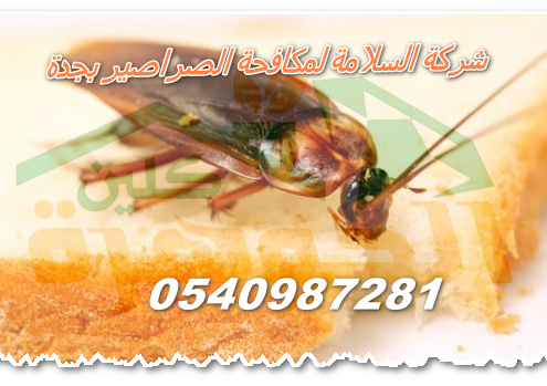 شركة مكافحة الصراصير بجدة