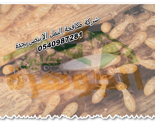 شركة مكافحة النمل الابيض بجدة