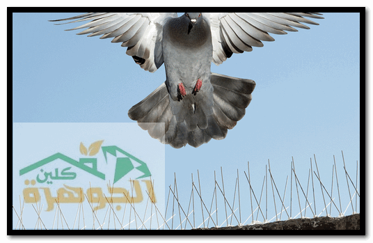 شركة مكافحة الحمام بالمدينة المنورة شركة مكافحة الحمام بالمدينة المنورة