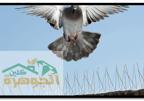 مكافحة الحمام في البيوت