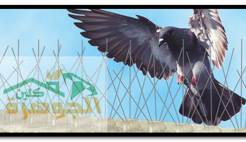 شركة مكافحة الحمام بالمدينة المنورة