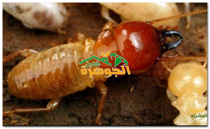 أفضل شركة إبادة النمل الأبيض في الاحساء