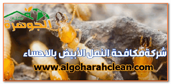 www.algoharahclean.com