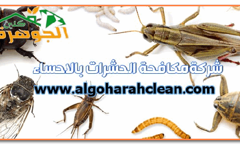 ارخص شركة مكافحة حشرات بالاحساء