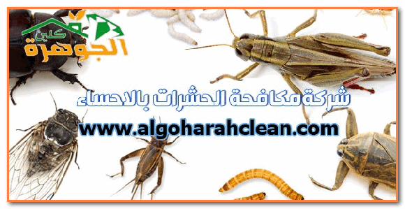 ارخص شركة مكافحة حشرات بالاحساء