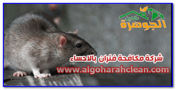 ارخص شركة مكافحة الفئران بالاحساء
