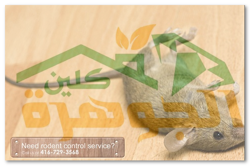 شركة مكافحة الفئران بالاحساء