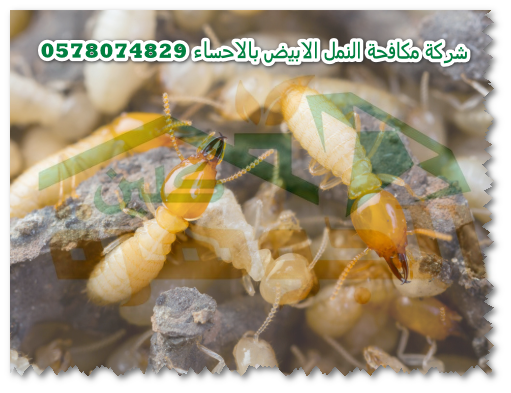 www.algoharahclean.com