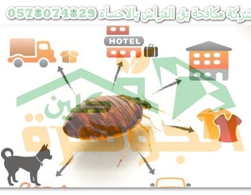 شركة مكافحة بق الفراش بالاحساء