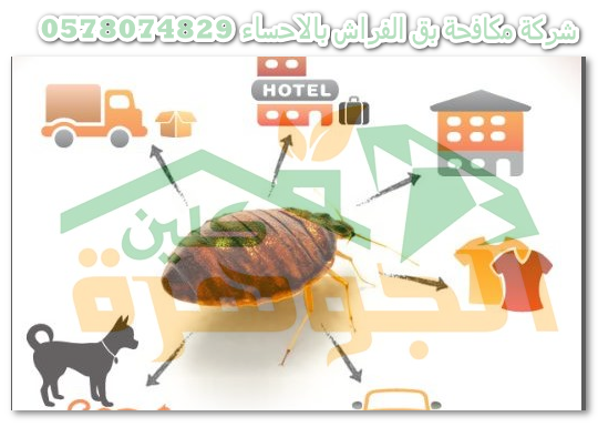 www.algoharahclean.com