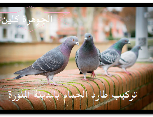 شركة تركيب طارد الحمام بالمدينة المنورة