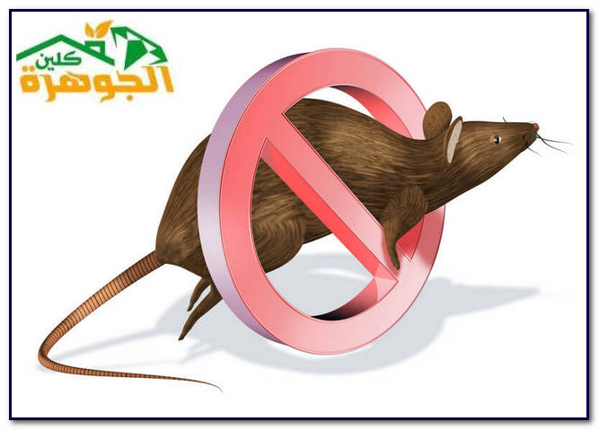 شركة مكافحة الفئران بالمدينة المنورة