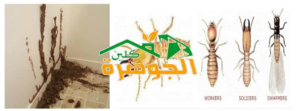 الصفرات لمكافحة النمل الابيض