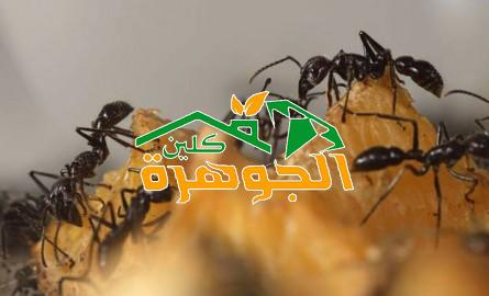 مكافحة النمل بالرياض الصفرات لمكافحة النمل الابيض
