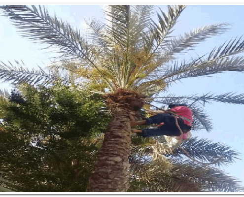 تكريب وتنظيف وتلقيح النخيل