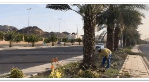 شركة تكريب نخيل بجدة