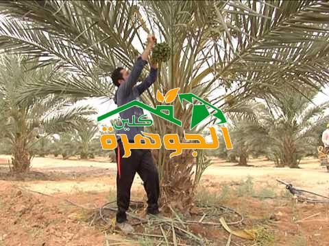 شركة تنسيق حدائق بالرياض