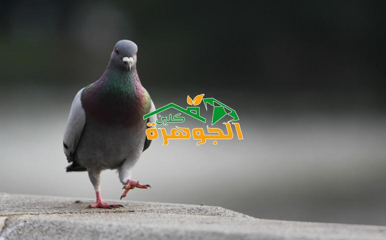 اهمية تركيب شبك الحمام