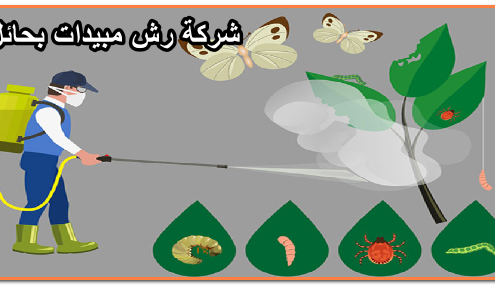 شركة رش مبيدات بحائل