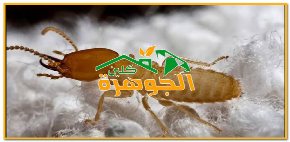 شركة مكافحة النمل الابيض بحائل 0530360759
