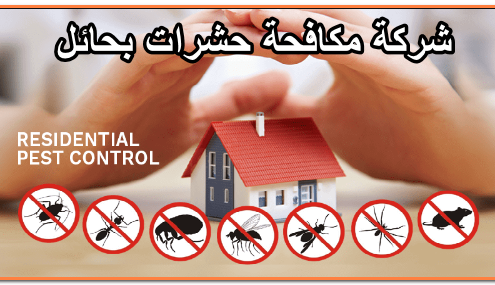 شركة مكافحة حشرات بحائل