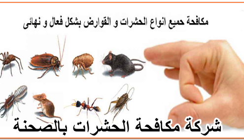 شركة مكافحة الحشرات بالصحنة