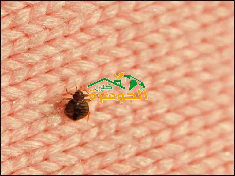 شركة مكافحة بق الفراش بالقطيف