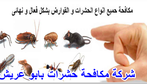 شركة مكافحة حشرات بابو عريش