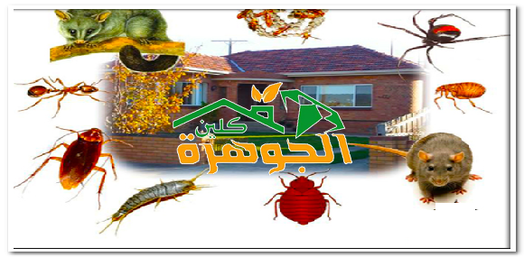 شركة مكافحة حشرات بصامطة للايجار 01025284450