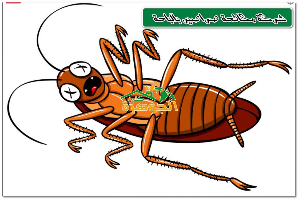 شركة مكافحة صراصير بالباحة