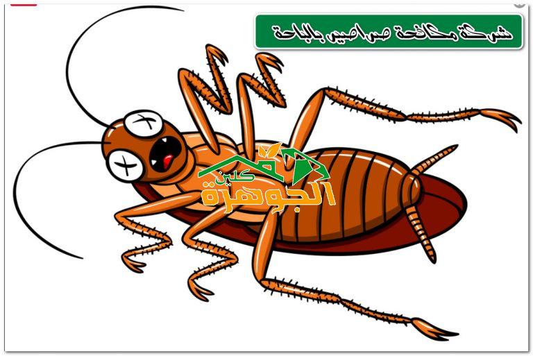 شركة مكافحة صراصير بالباحة