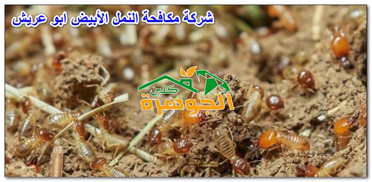 شركة مكافحة النمل الأبيض ابو عريش للايجار 01025284450
