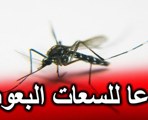 شركة مكافحة البعوض بالجبيل
