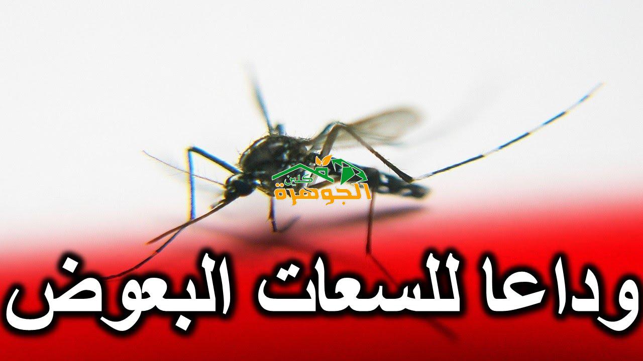 شركة مكافحة البعوض بالجبيل