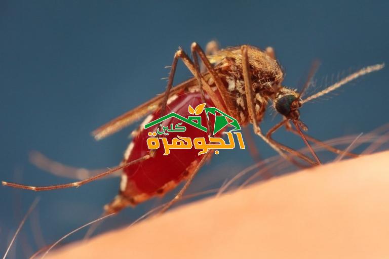 شركة مكافحة الناموس بالجبيل