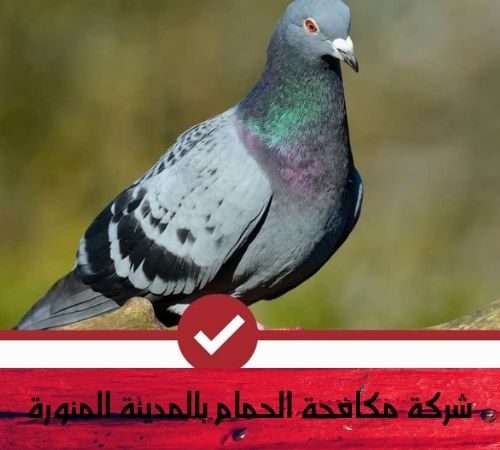 شركة مكافحة الحمام بالمدينة المنورة شركة مكافحة الحمام بالمدينة المنورة