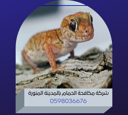 شركة مكافحة الوزغ بالمدينة المنورة