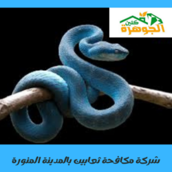 شركة مكافحة ثعابين بالمدينة المنورة