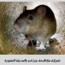 شركة مكافحة جرذان بالمدينة المنورة