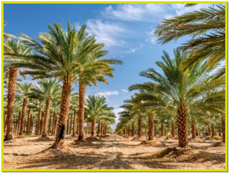 تكريب نخيل بالدمام  0545352679 ابو شوقي