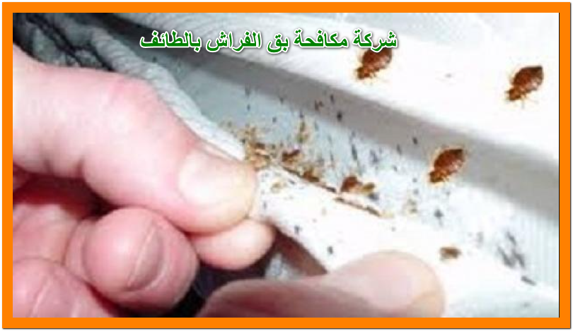 شركة مكافحة بق الفراش بالطائف