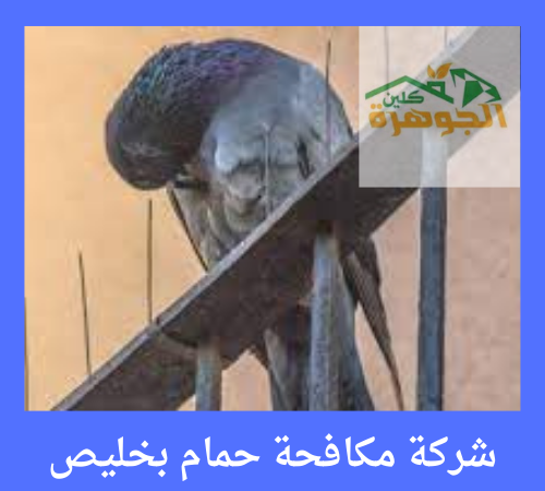 شركة مكافحة حمام بخليص