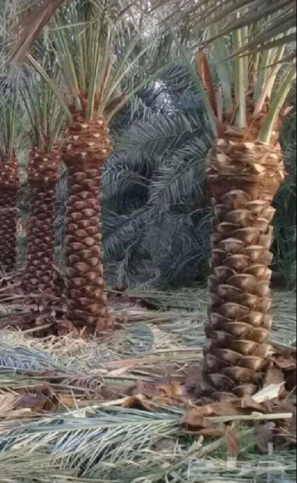 شركة تكريب نخيل بالرياض