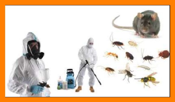 شركة مكافحة حشرات بفيفا للايجار 01025284450
