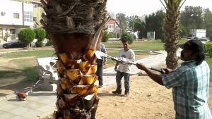 تكريب نخيل بالقطيف