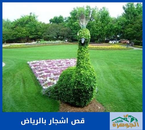 قص اشجار بالرياض