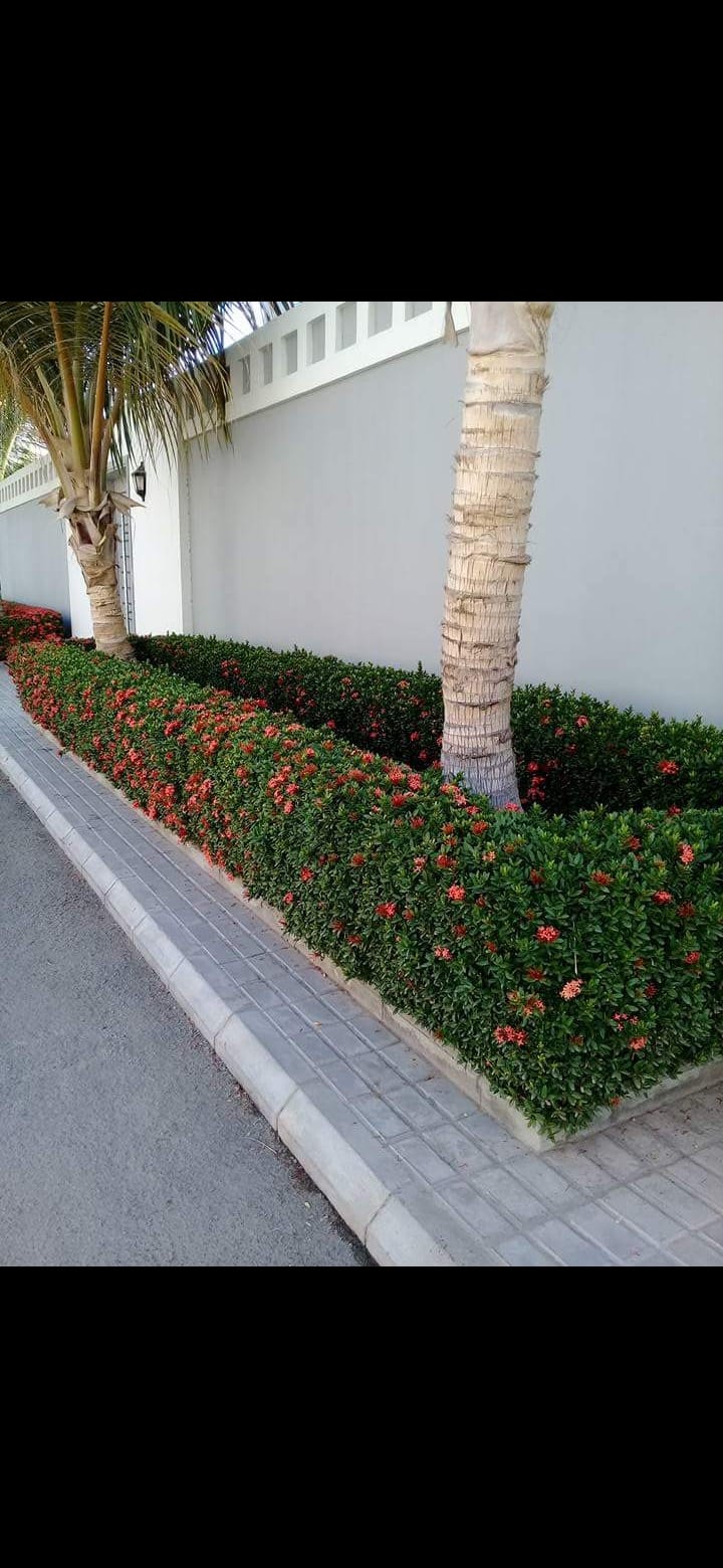 زرع طبيعي بجدة1