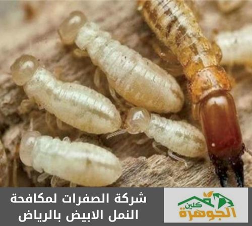شركة الصفرات لمكافحة النمل الابيض بالرياض